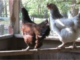 Heat Lamp for Chickens Tractor Supply How to Raise Egg Laying Chickens Youtube