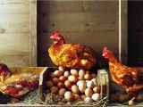 Heat Lamp for Chickens Tractor Supply Keep Your Laying Hens Happy Through the Winter