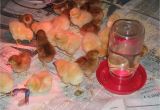 Heat Lamp for Chickens Tractor Supply Reader Questions Heat Lamps and Baby Chicks Community Chickens