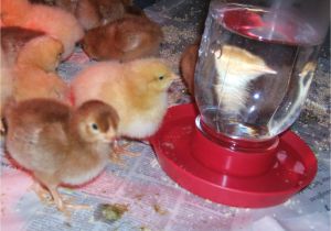 Heat Lamp for Chickens Tractor Supply Reader Questions Heat Lamps and Baby Chicks Community Chickens
