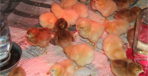 Heat Lamp for Chickens Tractor Supply Reader Questions Heat Lamps and Baby Chicks Community Chickens