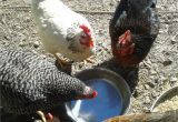 Heat Lamp for Chickens Tractor Supply Watering Backyard Chickens