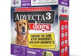 Heat Lamp for Dogs Tractor Supply Advecta 3 Tick Flea and Mosquito Repellent and Treatment for Large