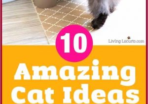 Home Remedies to Stop Cats From Scratching Furniture Cat Deterrent Home Remedies New Inspirational Home Reme S to Stop
