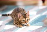 Home Remedies to Stop Cats From Scratching Furniture Elegant Home Remedies for Cat Deterrent Mllongisland Com