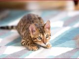 Home Remedies to Stop Cats From Scratching Furniture Elegant Home Remedies for Cat Deterrent Mllongisland Com
