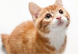 Home Remedies to Stop Cats From Scratching Furniture How to Beat Cat Allergies Health