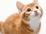 Home Remedies to Stop Cats From Scratching Furniture How to Beat Cat Allergies Health
