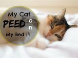 Home Remedies to Stop Cats From Scratching Furniture My Cat Peed On My Bed What Does It Mean Fluffy Kitty