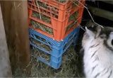 Homemade Goat Hay Rack Hay Feeder for Goats Youtube