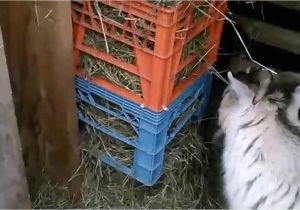 Homemade Goat Hay Rack Hay Feeder for Goats Youtube