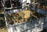 Homemade Goat Hay Rack Ibc tote Turned to Diy Hay Feeder for Calves Great for Goats or