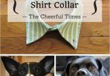 Homemade Heat Lamp for Dogs Diy Doggie Dress Shirt Collar Dog Pinterest Pets Dogs and Dog