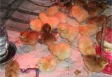 Homemade Heat Lamp for Dogs Reader Questions Heat Lamps and Baby Chicks Community Chickens