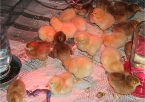 Homemade Heat Lamp for Dogs Reader Questions Heat Lamps and Baby Chicks Community Chickens