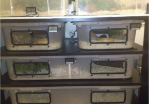 Homemade Reptile Rack System Snake Tubs with Windows Google Search Snakes Pinterest Snake