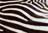 How Much Does A Real Zebra Rug Cost 17 Best A Great Room Images On Pinterest Zebra Rugs Animal Prints