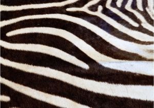 How Much Does A Real Zebra Rug Cost 17 Best A Great Room Images On Pinterest Zebra Rugs Animal Prints