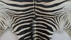 How Much Does A Real Zebra Rug Cost Www Lapco Co Nz Leather Suppliers Auckland New Zealand Genuine