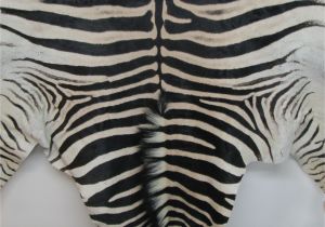How Much Does A Real Zebra Rug Cost Www Lapco Co Nz Leather Suppliers Auckland New Zealand Genuine