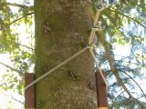 How to Build A Zipline In Your Backyard Best Directions On How to Build A Zip Line In the Backyard Garden