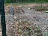 How to Keep Deer Out Of Garden Fishing Line Low Cost Way to Keep Deer Out Of Your Garden Youtube