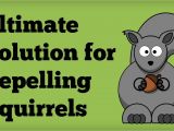 How to Repel Squirrels From Garden Amazing Squirrel Repellent Best Way to Repel Squirrels Naturally