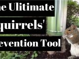 How to Repel Squirrels From Garden How to Keep Squirrels Out Of Your Garden How to Repel Squirrels