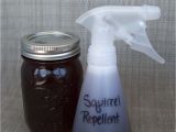 How to Repel Squirrels From Garden Squirrel Repellent How to Keep Squirrels Out Of Your Flower Beds