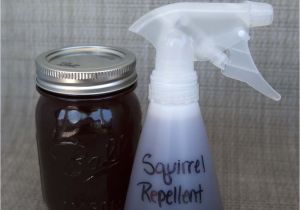 How to Repel Squirrels From Garden Squirrel Repellent How to Keep Squirrels Out Of Your Flower Beds