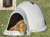Igloo Dog House Heat Lamp Petmate Indigo Dog House with Heater Hayneedle