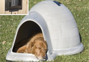 Igloo Dog House Heat Lamp Petmate Indigo Dog House with Heater Hayneedle
