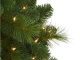 Indoor Decorative Pine Trees Foxtail Christmas Pine Tree Treetopia