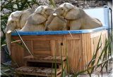 Jacuzzi Bathtub toronto toronto Zoo’s Elephants Could Be Guzzling Gatorade On