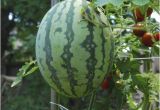 Karastan oriental Rugs Macy's New Watermelon Trellis Pictures Home Decor