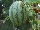 Karastan oriental Rugs Macy's New Watermelon Trellis Pictures Home Decor