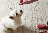 Keep Pets Off Furniture House Cleaning Tips for Pet Owners