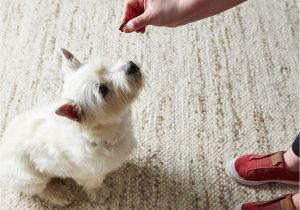 Keep Pets Off Furniture House Cleaning Tips for Pet Owners