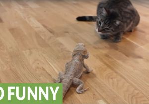 Laminate Flooring for Bearded Dragon Curious Cat Meets Friendly Bearded Dragon Youtube