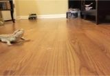 Laminate Flooring for Bearded Dragon Funny Bearded Dragon Running On Wood Floor Youtube