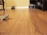 Laminate Flooring for Bearded Dragon Funny Bearded Dragon Running On Wood Floor Youtube
