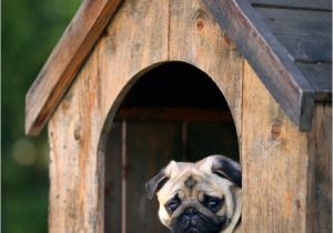 Large Breed Dog House Plans Build A Dog House with One Of these 17 Free Plans Pinterest Dog