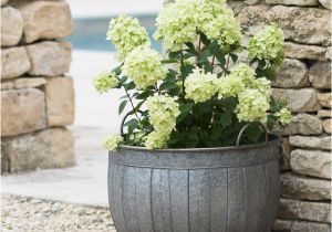 Large Outdoor Bathtubs Galvanised Wash Tub Planters — the Worm that Turned