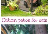 Large Outdoor Cat House Plans Yes Catios Aka Cat Patios are A Thing Pinterest Backyard