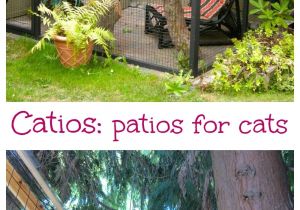Large Outdoor Cat House Plans Yes Catios Aka Cat Patios are A Thing Pinterest Backyard
