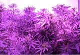 Led Grow Lights Review High Times Cannabis Grow Light Upgrade Guide Yields Potency Explained