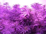 Led Grow Lights Review High Times Cannabis Grow Light Upgrade Guide Yields Potency Explained