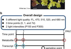 Led Grow Lights Review High Times Metabolic Reprogramming In Leaf Lettuce Grown Under Different Light