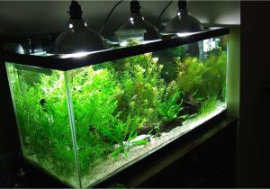 Led Light for Planted Aquarium Aquarium Lighting Basics the Case for Led Fixtures