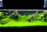 Led Light for Planted Aquarium Growing Hc with Leds the Planted Tank forum